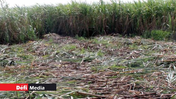Dans l’est du pays : environ quatre tonnes de cannes à sucre emportées