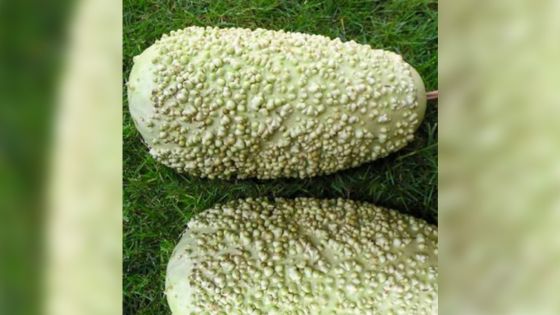 Vol de gingembres et de calebasses, à Gros-Billot : le voleur pris la main dans le sac