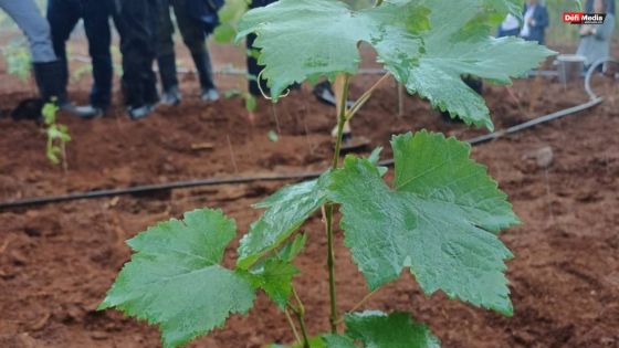 Agrïa plante les premières vignes pour produire du vin local