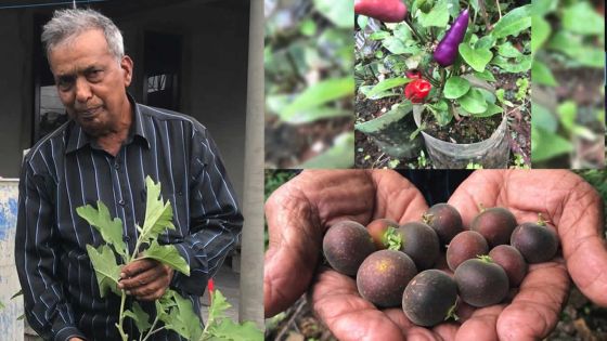 Afjul Toraub : l’homme à la main verte 