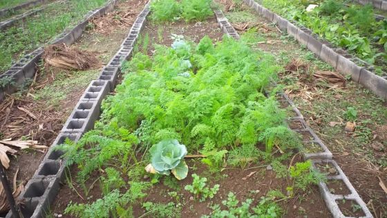 Cherté des prix : ces Mauriciens qui cultivent leurs légumes 