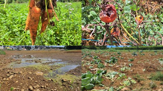 Le bilan post-pluies torrentielles : ces champs agricoles dévastés