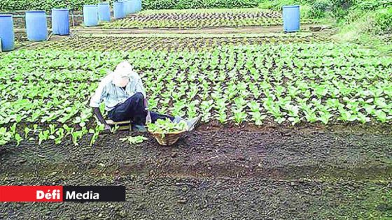 Agriculture : les récentes pluies ont été bénéfiques aux cultures vivrières 