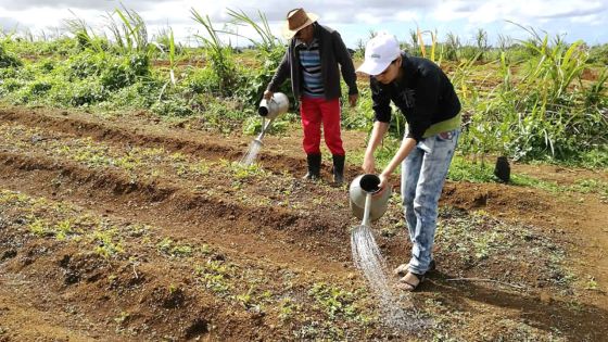 La pomme d’amour entre Rs 20 et Rs 35  le demi-kilo