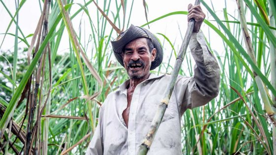Face à la pénurie de main-d’œuvre - agriculture et sucre : le GM veut recruter 2 500 ouvriers étrangers