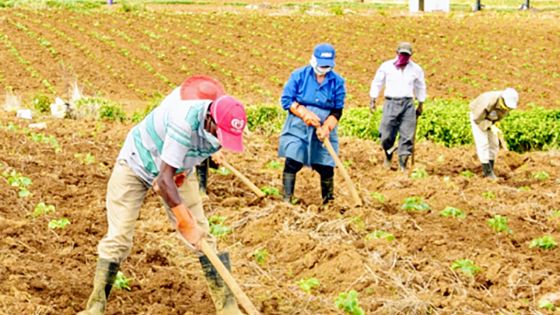 Vieillissement de la main-d’œuvre agricole : 85 % des planteurs ont plus de 40 ans