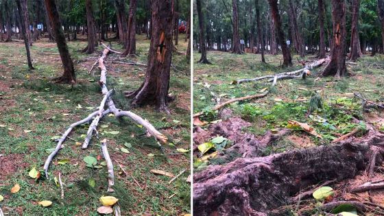 Post-Calvinia - Albion : triste spectacle sur la plage