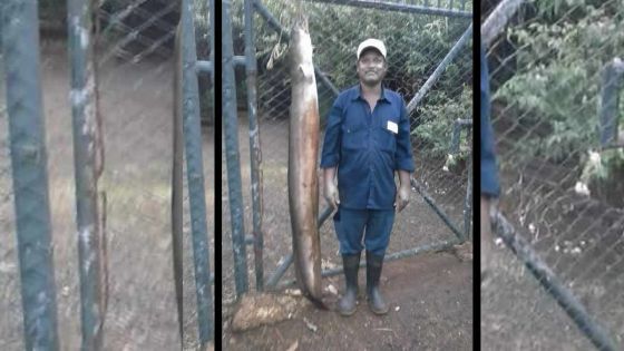 Beau-Champ : une anguille de 40 kilos pêchée dans une rivière