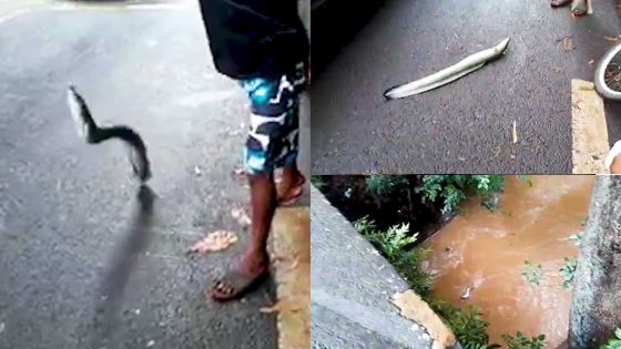 Anguille sous… l’eau boueuse à Pamplemousses !