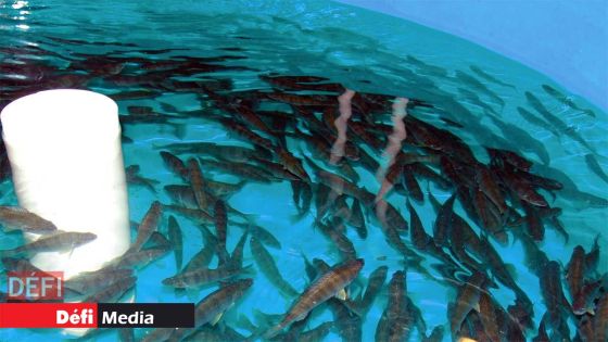 Affaire Growfish : «Nous sommes prêts à défendre notre position en Cour suprême», déclare Virginia Lamarque