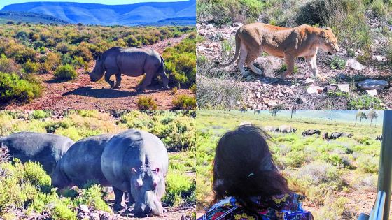 Aquila Safari : au cœur du royaume sauvage