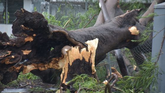 Alerte IV: les sapeurs-pompiers et la SMF à pied-d’œuvre ; une cinquantaine d’interventions effectuées