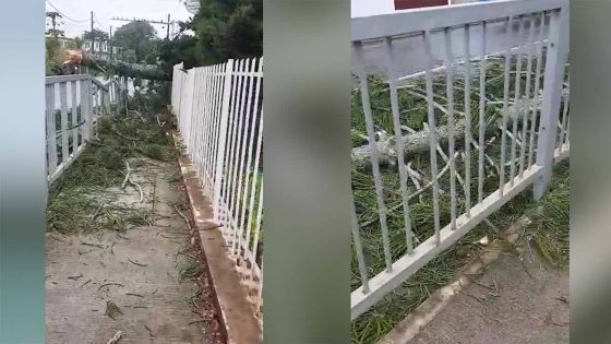 Emnati : chute d’un arbre dans la cour du tribunal de Mapou 