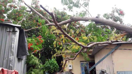 Cassis : un arbre tombe sur une maison 