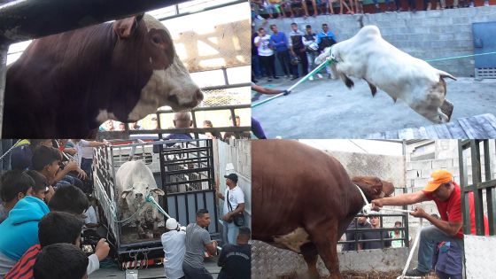 Qurbani 2018 : les étapes avant le sacrifice