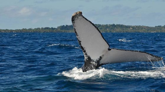 Nage avec les cétacés : Eco-Sud saisit la Cour suprême pour demander l'interdiction du commerce illégal