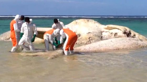 La NCG a découpé le cachalot échoué à Bel-Ombre 