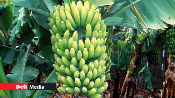 Pailles : un voleur de bananes arrêté