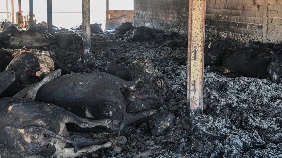 Après 3 semaines de canicules, l'ONU confirme: juillet sera le mois le plus chaud jamais enregistré sur la planète