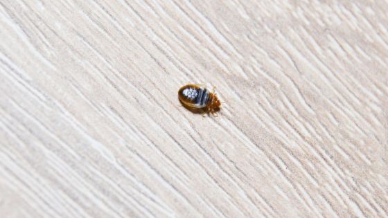 Un parent d'élève dénonce la présence de punaises dans un collège 