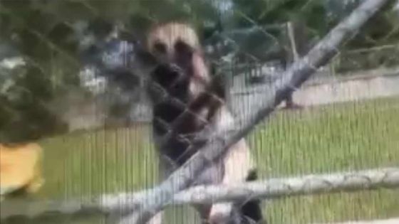 Wooton : la présence d’un berger allemand dans un jardin d’enfants suscite l’indignation