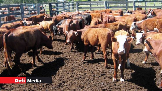 Prix du bétail pour l’Eid-ul-Adha 2023 : Soodesh Callichurn rencontrera les importateurs prochainement