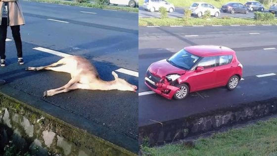 À Trianon : une biche mortellement renversée par une voiture