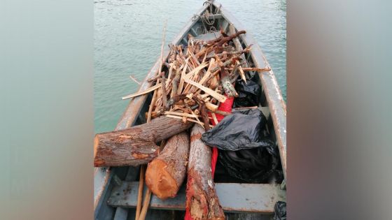 Vols de «sandalwood» sur l’île d’Ambre