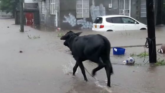 Pluies torrentielles - Vallée-des-Prêtres : un bœuf s’échappe…