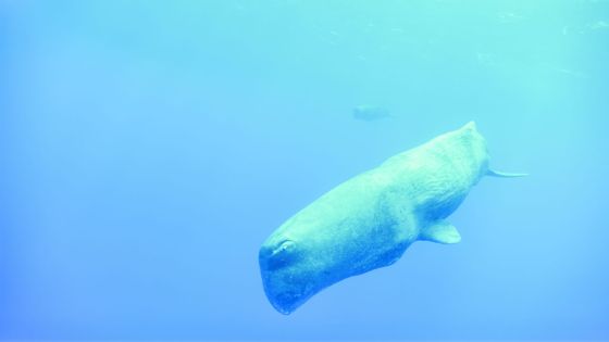 Appel aux plaisanciers et autres de ne pas s’approcher du cachalot Mystère