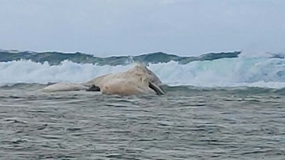 Un cachalot s’échoue à Bel-Ombre