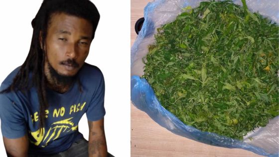 Camp-Caval, Curepipe : Saisie de Rs 800 000 de cannabis