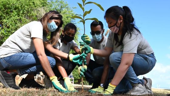 Journée de l’environnement : Campagne de reboisement du Défi Media Group