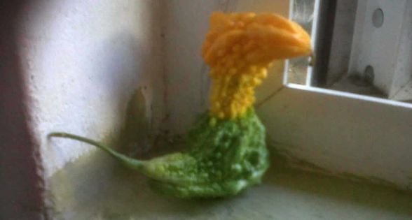 Insolite : une margoze qui ressemble à un oiseau