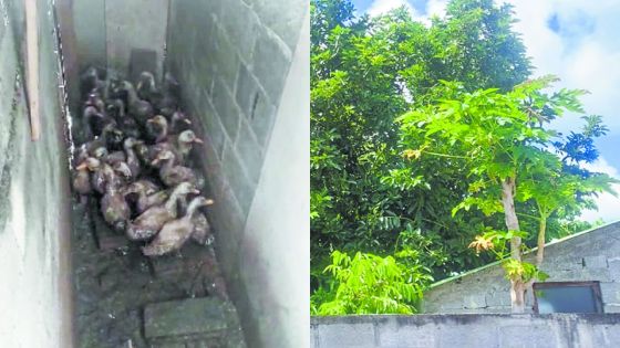 Élevage sauvage de canards à Camp Ithier : le calvaire des habitants de la NHDC entre nuisances et insalubrité 