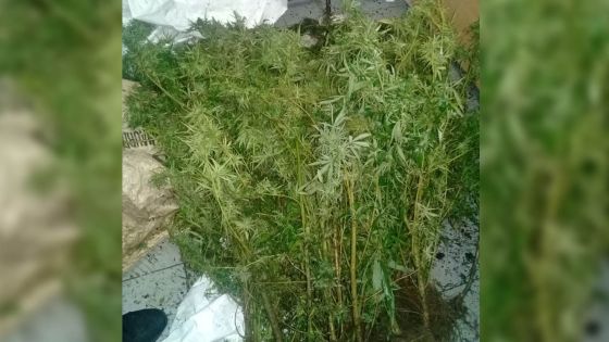 Bambous : 304 plants de gandia valant Rs 10 millions déracinés