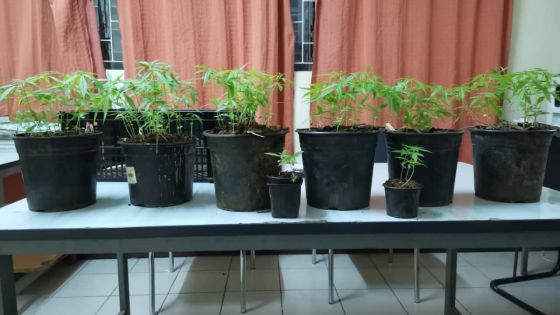 125 plants de gandia découverts par la CID de Mahébourg