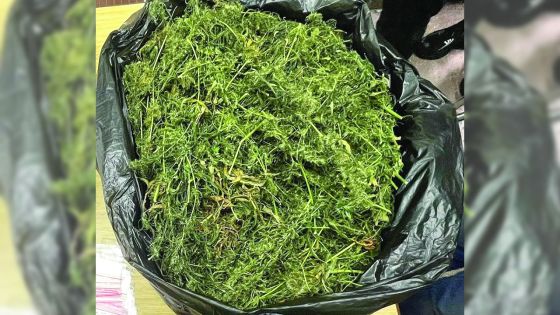 À Vacoas : un présumé dealer de cannabis mis à l’ombre