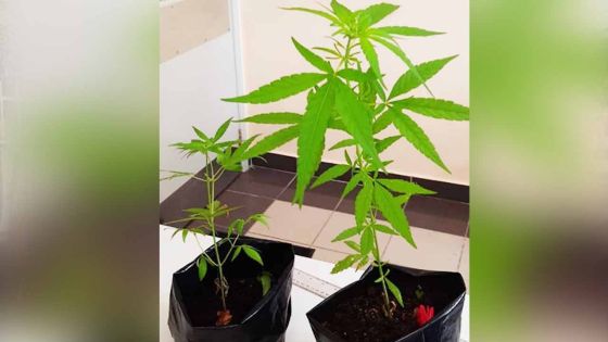 11 plants de gandia déracinés à Constance