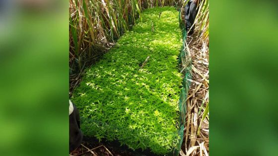 Record à Piton : 11, 365 plants de gandia valant Rs 34 millions déracinés dans 3 champs de canne