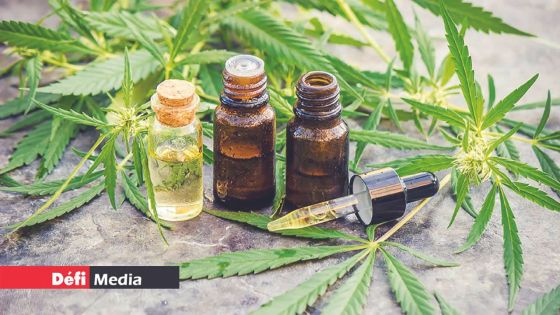 Six cas à l’étude devant le comité thérapeutique sur le cannabis médicinal