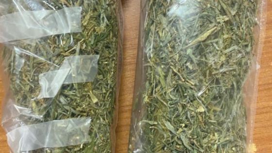 À bord d'un bateau de croisière : un Restaurant Manager arrêté pour trafic de cannabis