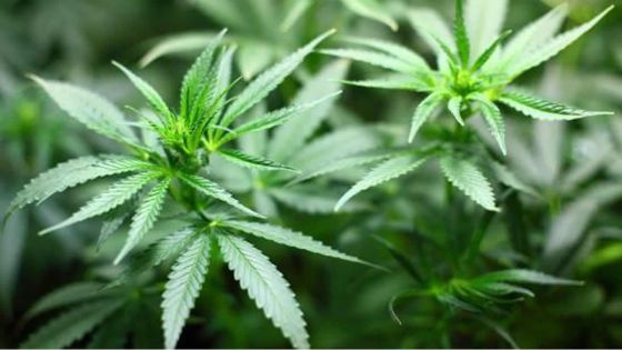 Dépénalisation du cannabis : CURE Mauritius soumet une proposition officielle