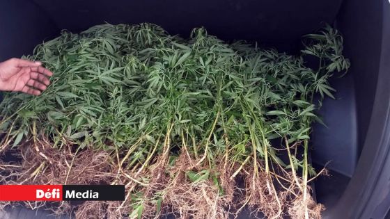 Dans l’Ouest : Un demi-million de roupies de plants de cannabis déracinés
