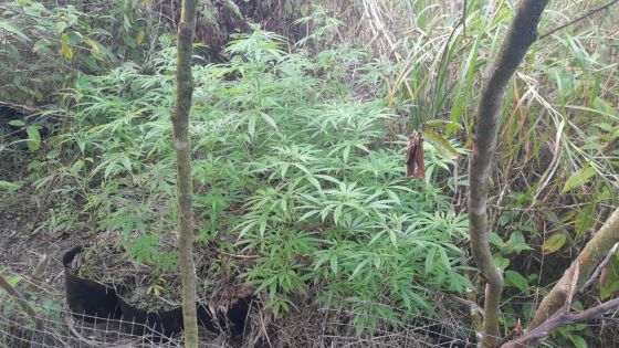 Camp-Thorel : des plants de cannabis découverts sur un terrain abandonné