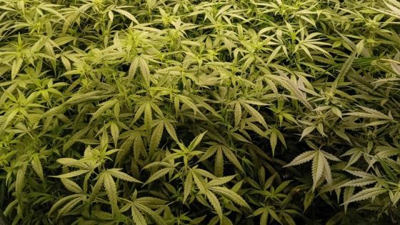 Flacq : le «jardin secret» de cannabis d’un Trade Developer révélé 