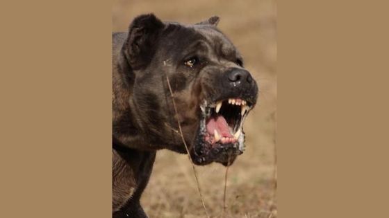 Sur la plage de Pointe-aux-Piments : une fillette de 4 ans attaquée par un Cane Corso