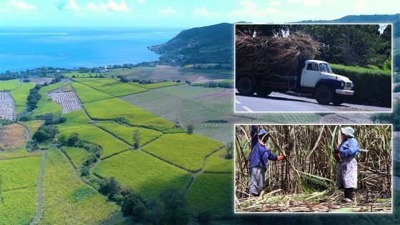 Sucre : une saison de coupe au goût amer 