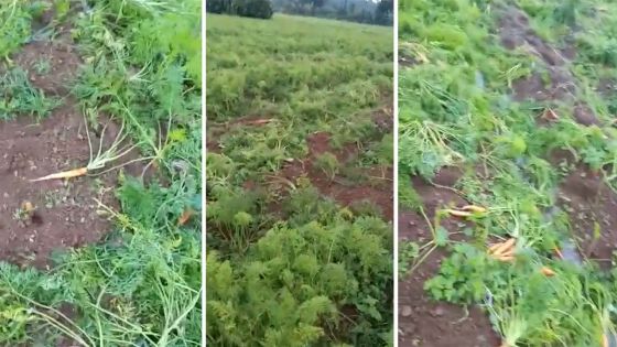 150 kg de carottes volés à Plaine-Sophie 