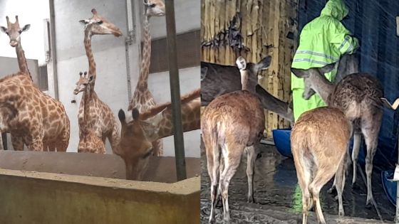 Les animaux du Casela Nature Parks pas oubliés malgré le cyclone
